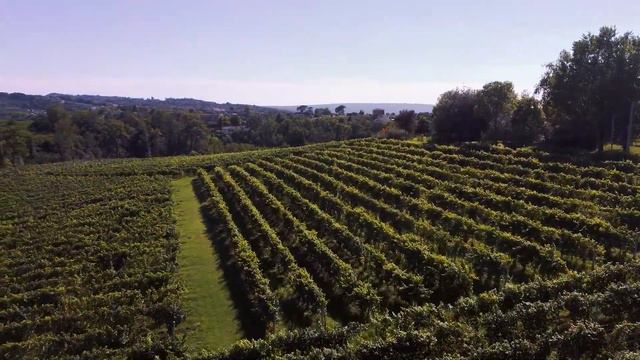 Vigneti del Prosecco, Veneto смотреть онлайн