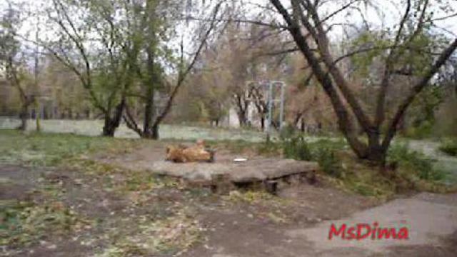 Стоооолько РЫЖИХ котов:)