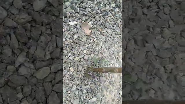 Павловния и "Одуванчик" смотреть онлайн
