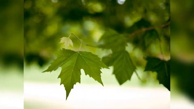 Авторская песня Неоконченный трактат Зимы Владимир Данчишин Стихи Таис Никольская смотреть онлайн