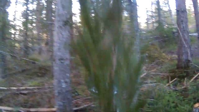 Årets sista röjning med Husqvarna 555FXT смотреть онлайн