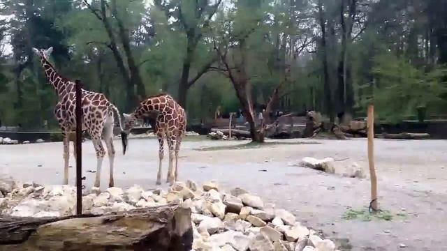 Мюнхен, Зоопарк, Жирафы Apr 6, 2014 смотреть онлайн