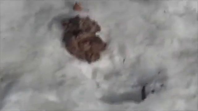 Собачье дерьмо смотреть онлайн