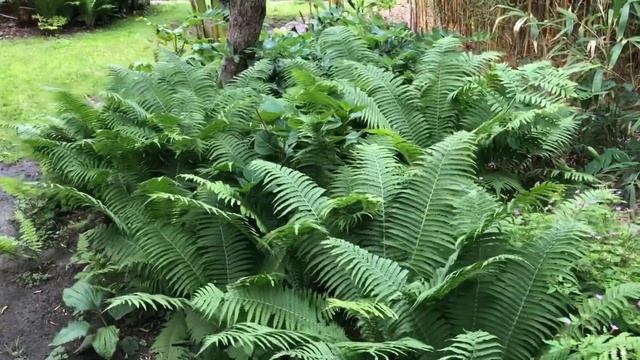 Paproć Pióropusznik strusi (Matteuccia struthiopteris) смотреть онлайн