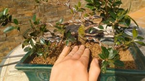 Как создать Небари(Nebari) у бонсай. Формирование корневой системы бонсай. Сереты стиля Небари.