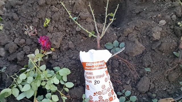 Новинки в моем розарии : Манстед Вуд, Клэр Маршал и Коко Локо смотреть онлайн