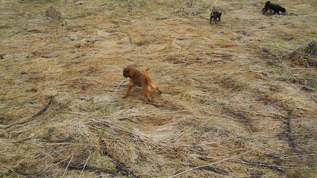 Щенки гриффона и пти-брабансона на прогулке. Апрель 2017г. Ч.2