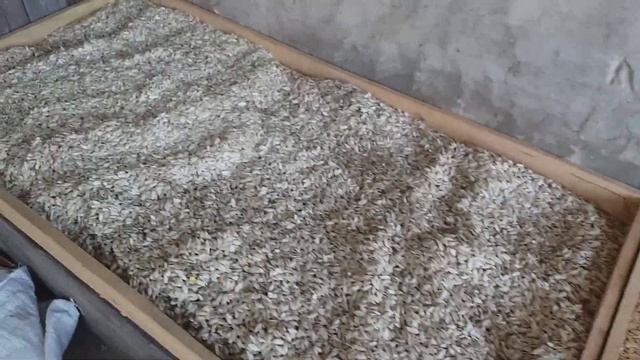 Сушилка семечки от буржуйки. Как быстро высушить много семечки тыквы.#сушилка#семечки смотреть онлайн