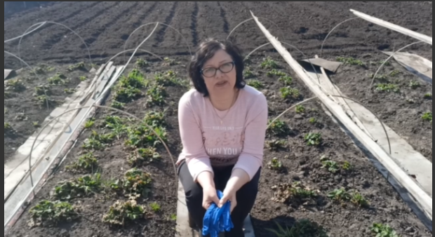 Весенняя обработка и перевалка клубники. смотреть онлайн