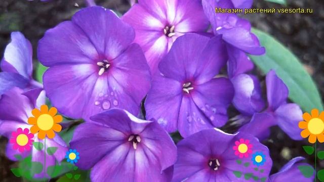 Флокс метельчатый Магия. Краткий обзор, описание характеристик phlox paniculata Magiia смотреть онлайн