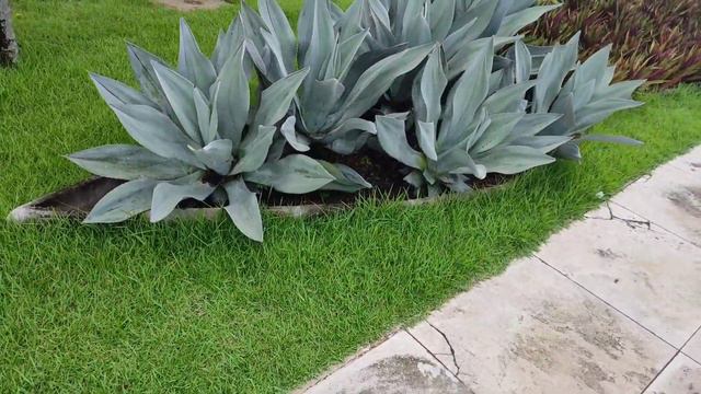 Agave americana смотреть онлайн