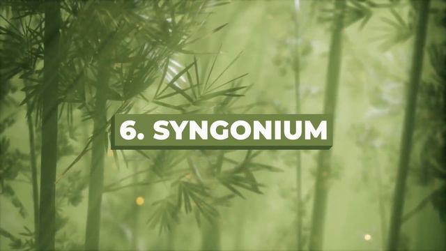 10 Best Low Light Hanging Houseplants for Your Home || Indoor Plants смотреть онлайн