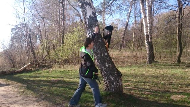 Энтлебухер лезет на березу есть яблоки... смотреть онлайн