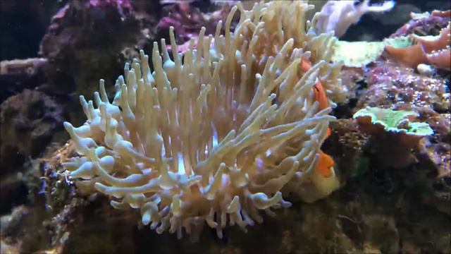 Orange Ocellaris Clownfish Hiding Under Sea Anemone | Relaxation Music смотреть онлайн