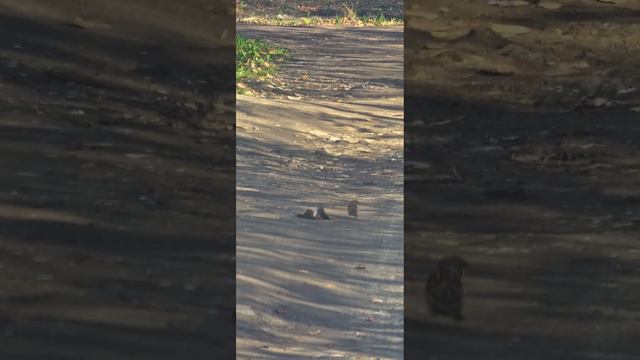 самцы дерутся за самку воробья смотреть онлайн