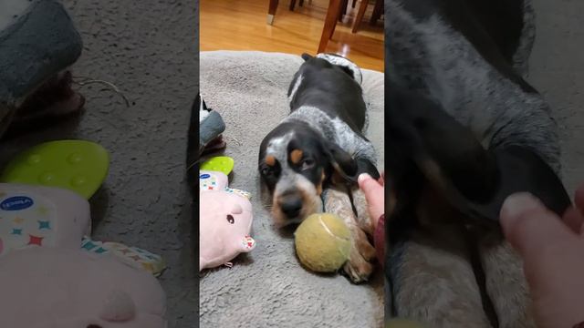 Funny Bluetick Coonhound EYEBROWS have a life of their own! смотреть онлайн