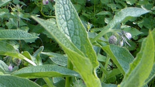 Comfrey - Symphytum officinale - Fóðurvalsurt - Komfrey - Villijurtir - Sumarblóm - Læknisplöntur смотреть онлайн