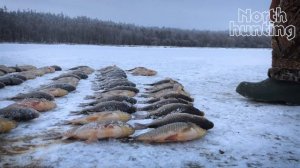 Подледная рыбалка в Якутии. СЕВЕРНАЯ ОХОТА - NORTH HUNTING.