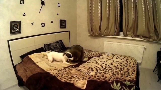 джек закружил енота смотреть онлайн
