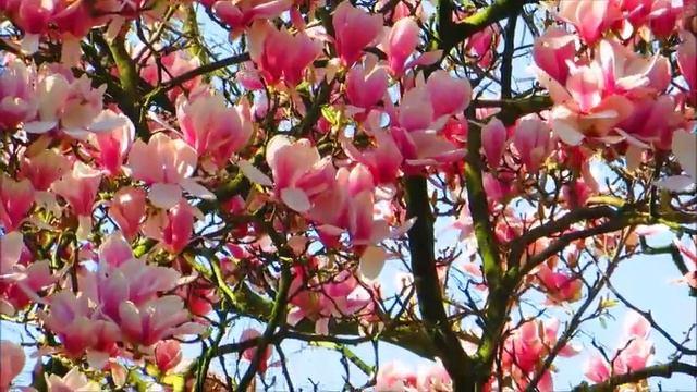 Marvelous Magnolia .Spring in Holland . смотреть онлайн