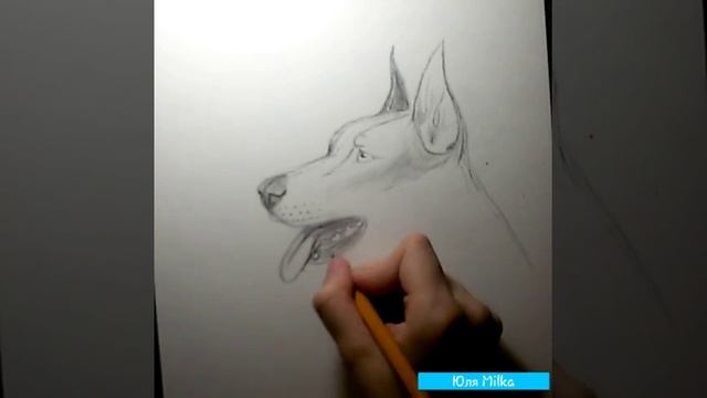 Как нарисовать Добермана! смотреть онлайн