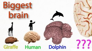 У кого самый Большой мозг в мире?