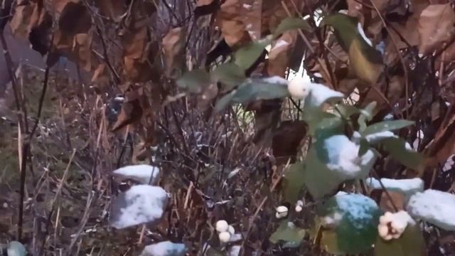 первый снег. 18 ноября день Деда Мороза.