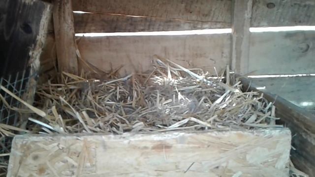 Утро начинается не с кофе ♡ крольчиха гадит в гнездо с крольчатами♡ расширяем клетку♡ смотреть онлайн