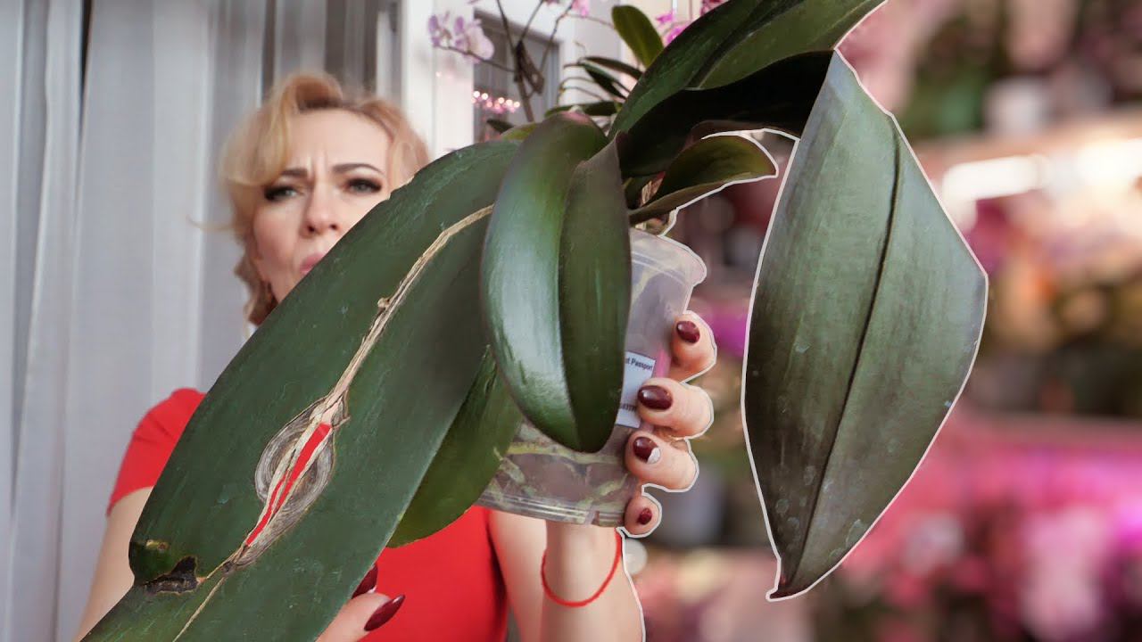 БЫСТРО ВОССТАНОВИТЬ тургор листьев орхидее. Через 3 дня будет КАК НОВАЯ! смотреть онлайн