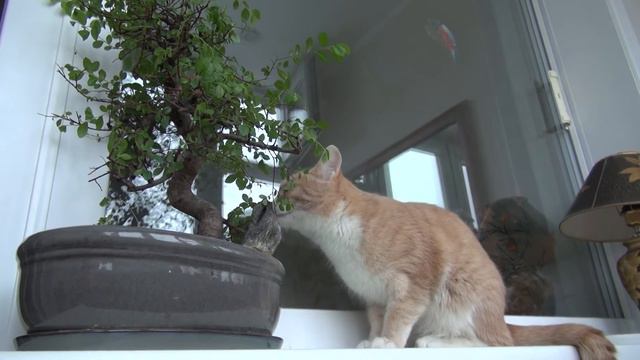 Bonsai-master.) смотреть онлайн
