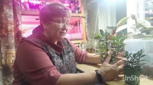 Почему нельзя сажать маленькие растения в большие горшки.