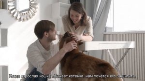Как подружить кошку с котенком?