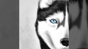 Глаза как у хаски