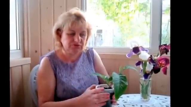 БРУГМАНСИЯ - ВСЕ О ВЫРАЩИВАНИИ БРУГМАНСИИ смотреть онлайн