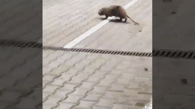 андатра зверь смотреть онлайн