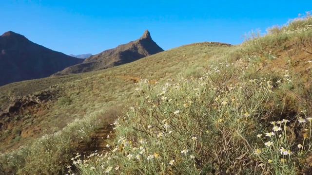 Колесниковы// ШОК!!! Они не остановятся!!! //Обзор видео// смотреть онлайн