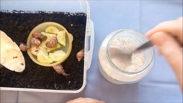 Малышки-улитки. Часть 3. Улиткам 1,5 месяца. Корм и добавки. смотреть онлайн