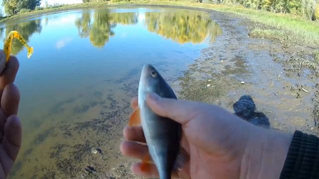 Не думал, что в этой лесной луже что то ещё ловится! Рыбалка на спиннинг. Ловля щуки и окуня смотреть онлайн
