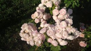 Если вы хотите супер сорт на 2 год посадите его! Андрэ Брише,Andre Brichet,Имка Марина Бельгия 1994