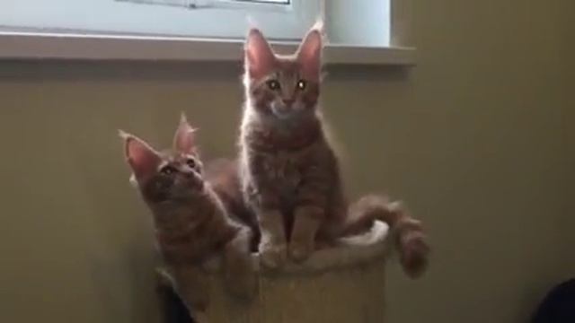 "Ричард и Расмус коты мейн-куны продажа" смотреть онлайн