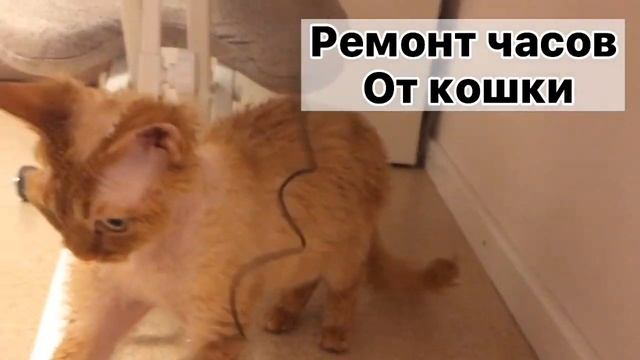 Ремонт часов от котика??? / kitty house ? смотреть онлайн