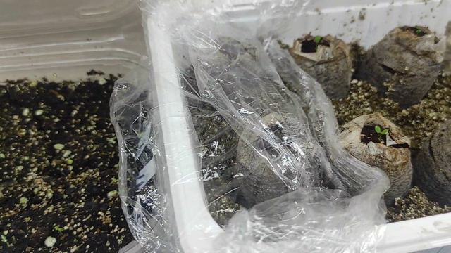09.02.2024 Обзор того, что посеяно на данный момент
