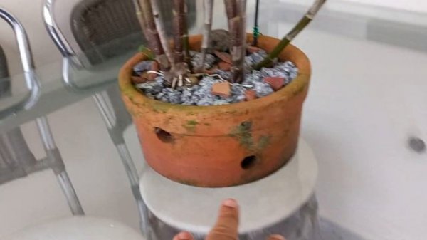 Dendrobium moschatum