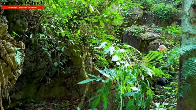 Go To Find Precious Mushrooms To Sell - The Camera Captured The Intruder On The Farm