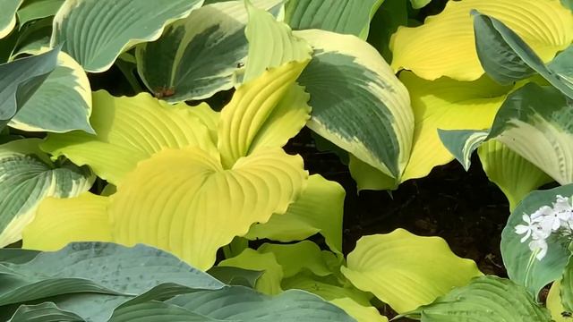 А вам нравятся хосты с волнистой и присборенной каймой | Astral Bliss | Dancing Queen | Hans смотреть онлайн