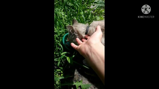 С днём рождения Барсик смотреть онлайн
