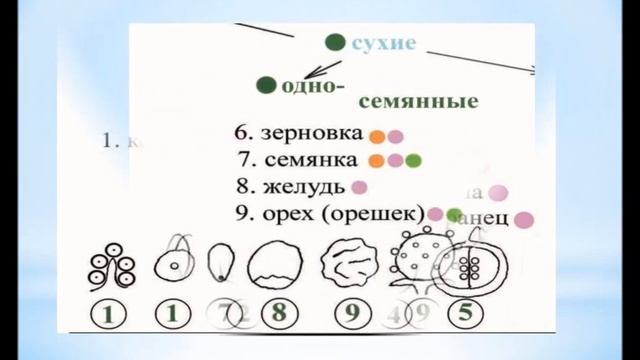 Биология. Опорный конспект "Плод". смотреть онлайн