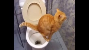 Кот Срет Под Дабстеп, Но Потом ЧТО-ТО Пошло НЕ ТАК