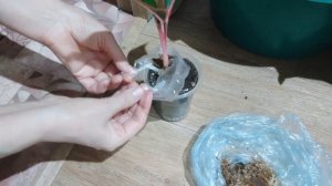 Укоренение аглаонемы Крит