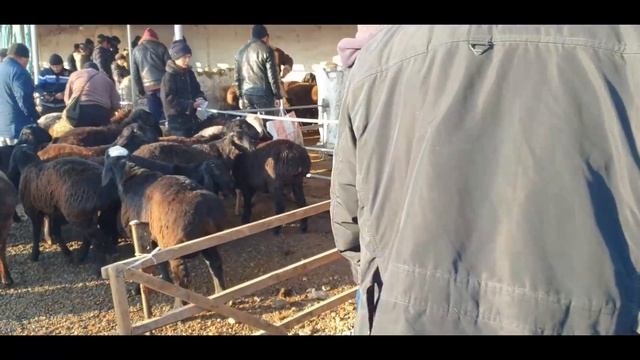 Kosonsoy Tumani Tergachi Bozori Qo‘ylari.24-dekabr 2021-yil.